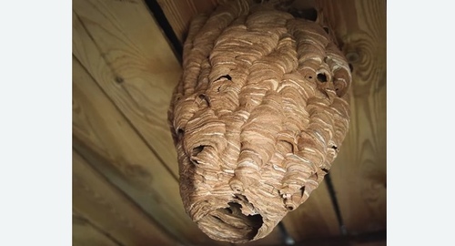 Обработка от шершней в Лабытнанги