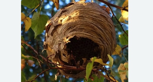 Уничтожение шершней в Лабытнанги