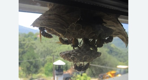 Уничтожение гнёзд шершней в Лабытнанги