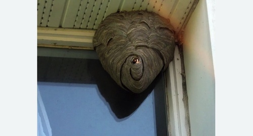 Уничтожение ос в Лабытнанги