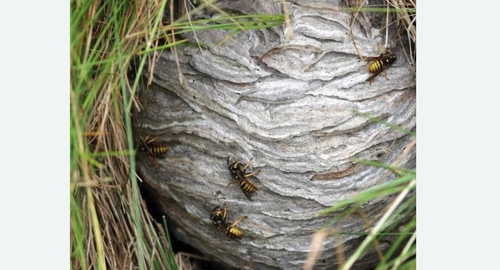 Уничтожение ос и ульев в Лабытнанги