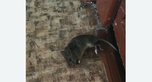 Дезинфекция от мышей в Лабытнанги