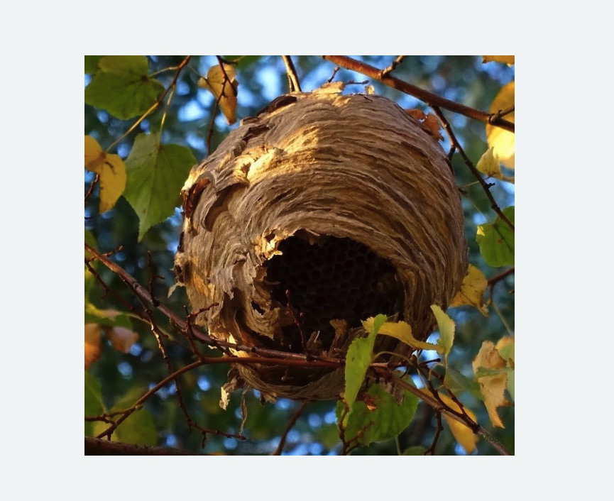 Обработка от шершней в Лабытнанги