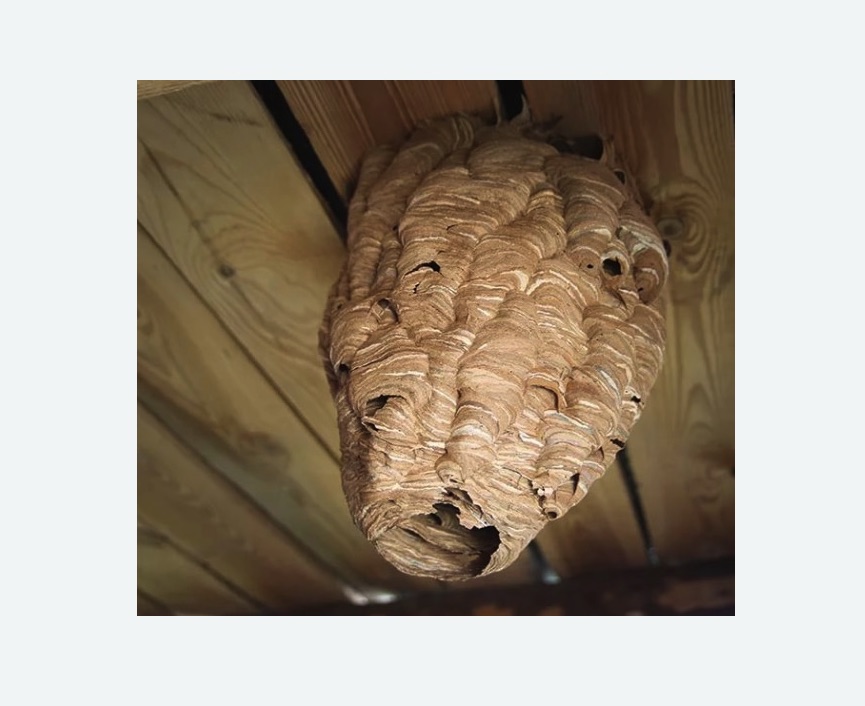 обработка от шершней в Лабытнанги