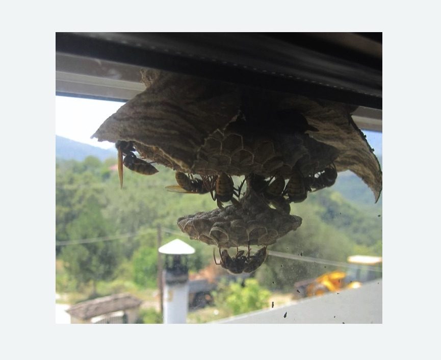 Уничтожение гнёзд шершней в Лабытнанги