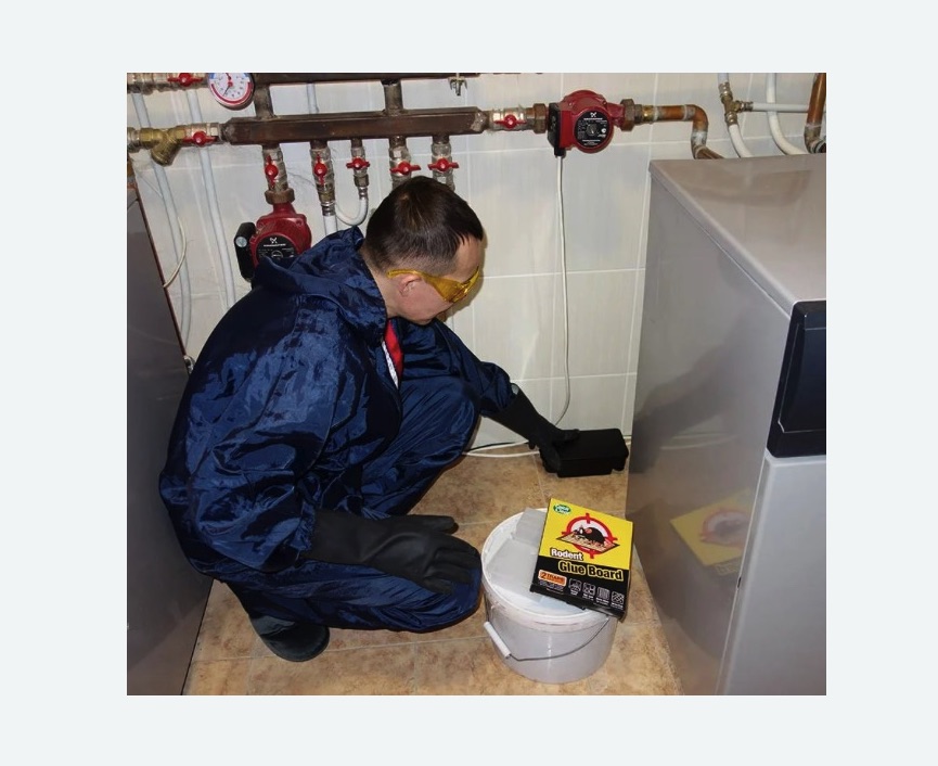 Уничтожение крыс в Лабытнанги