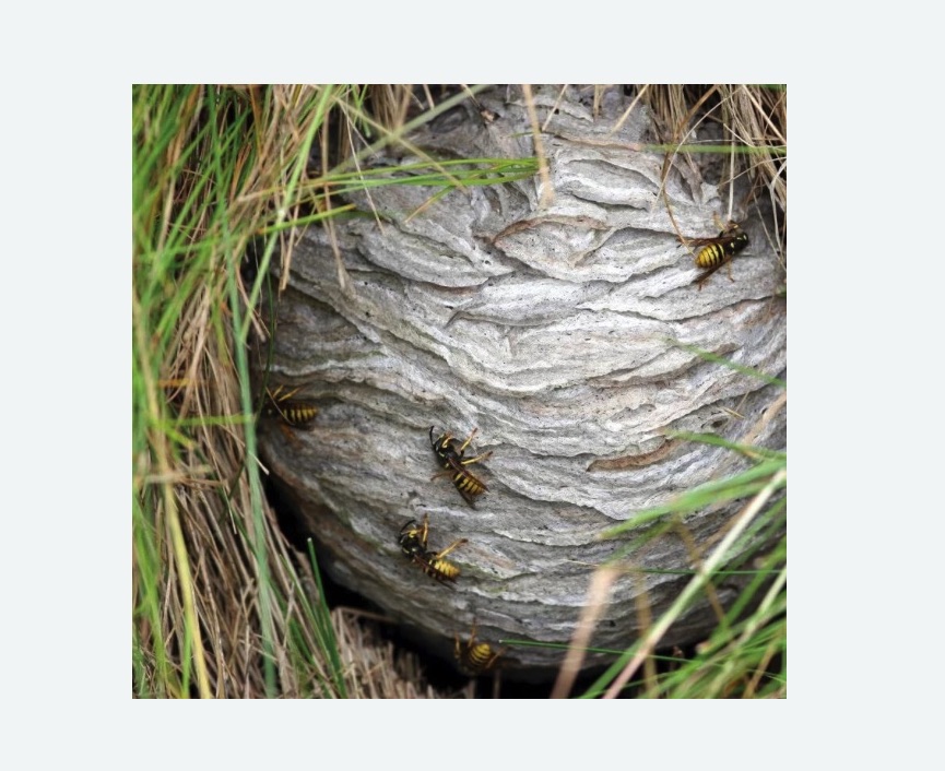 Уничтожение ос и ульев в Лабытнанги